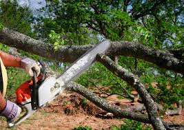 Best Fruit Tree Pruning  in Archbold, OH